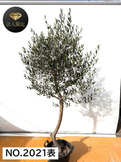 NEW【法人限定】ルッカ（オリーブの木）｜XLサイズ｜NO.2021｜約220cm｜人気・寒冷地OK