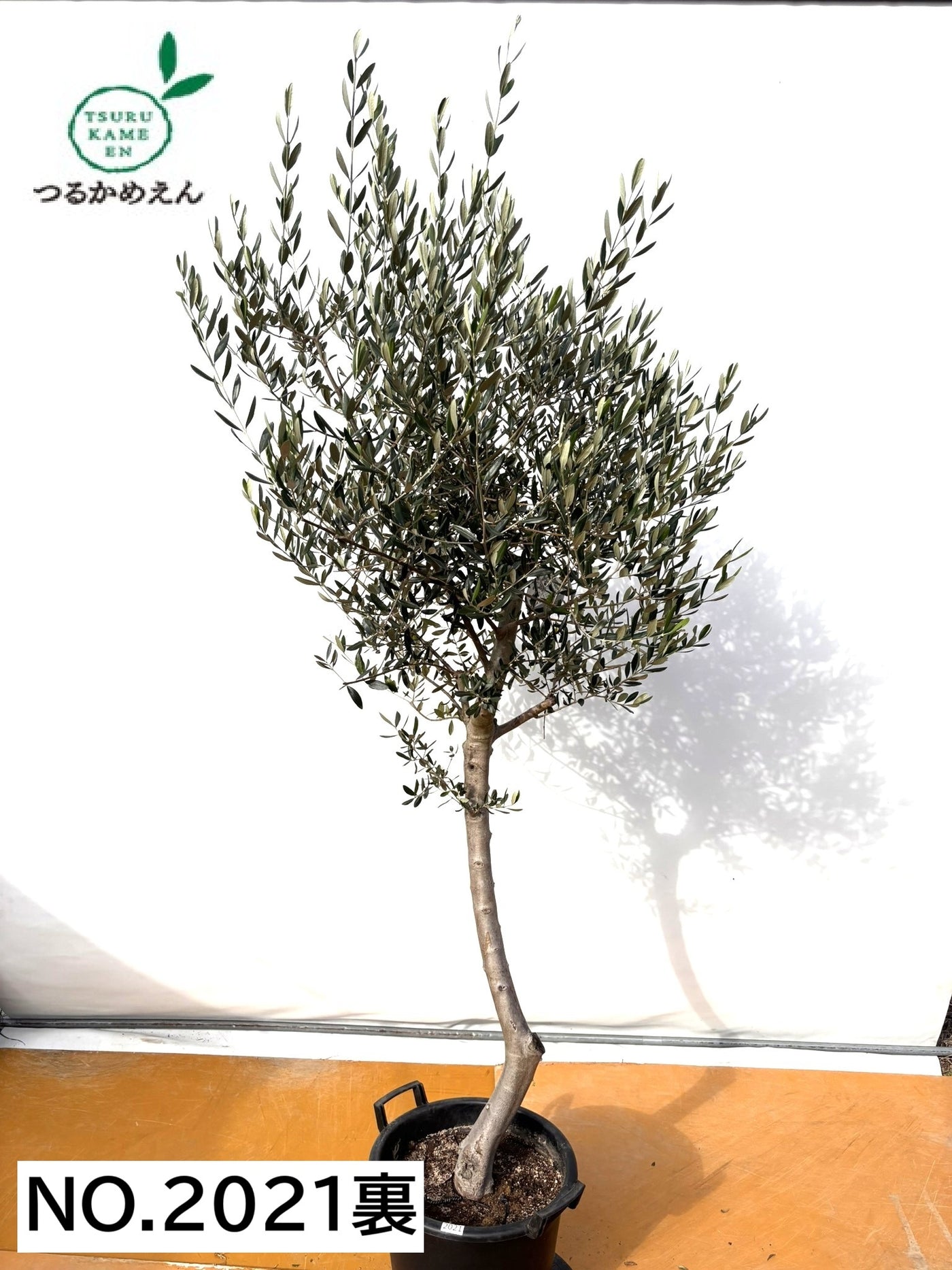 NEW【法人限定】ルッカ（オリーブの木）｜XLサイズ｜NO.2021｜約220cm｜人気・寒冷地OK