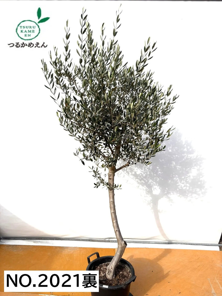 NEW【法人限定】ルッカ（オリーブの木）｜XLサイズ｜NO.2021｜約220cm