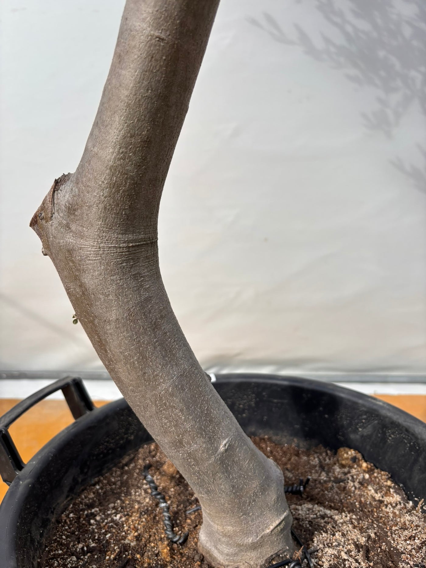 NEW【法人限定】ルッカ（オリーブの木）｜XLサイズ｜NO.2021｜約220cm｜人気・寒冷地OK