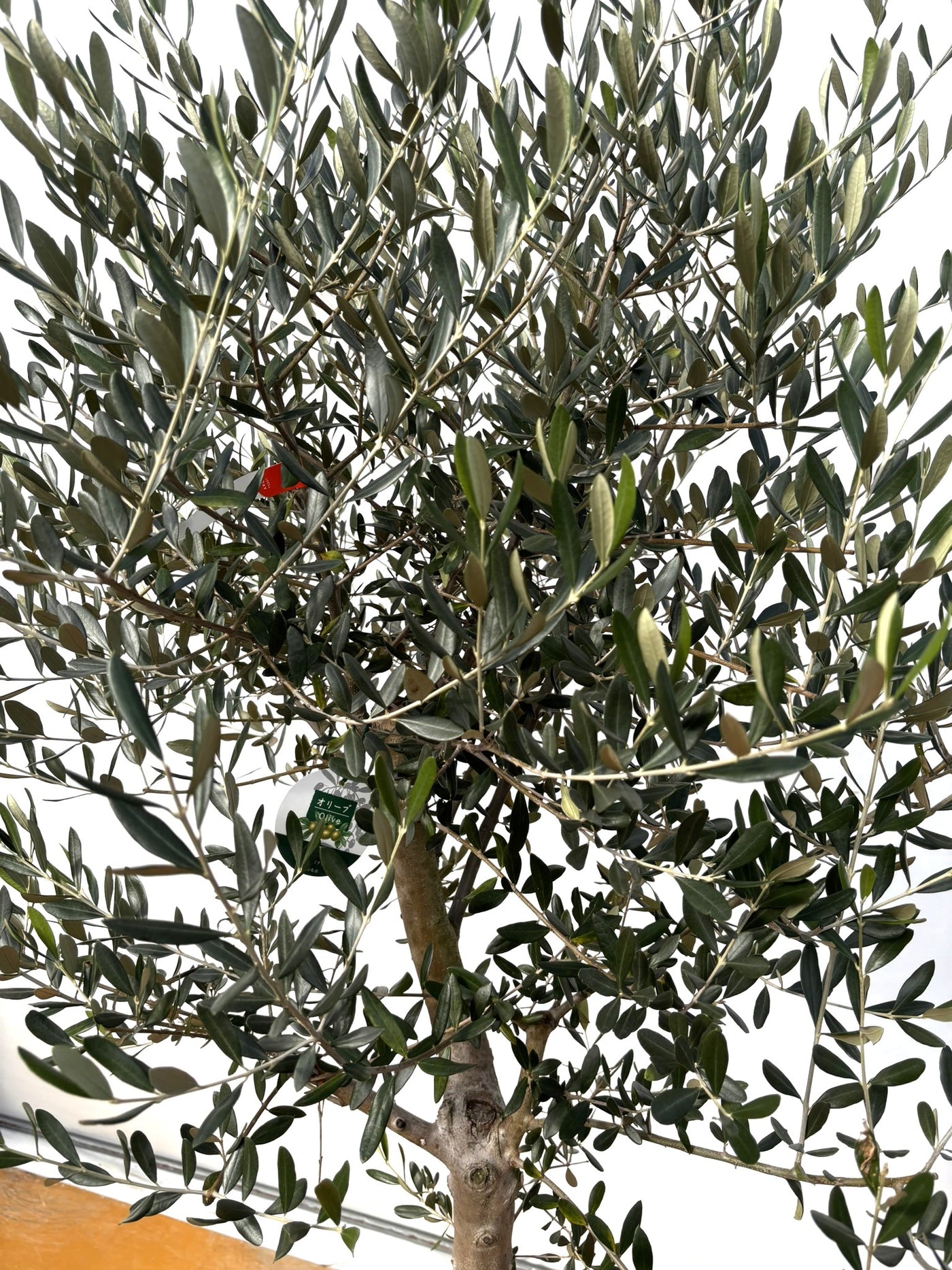 NEW【法人限定】ルッカ（オリーブの木）｜XLサイズ｜NO.2021｜約220cm｜人気・寒冷地OK