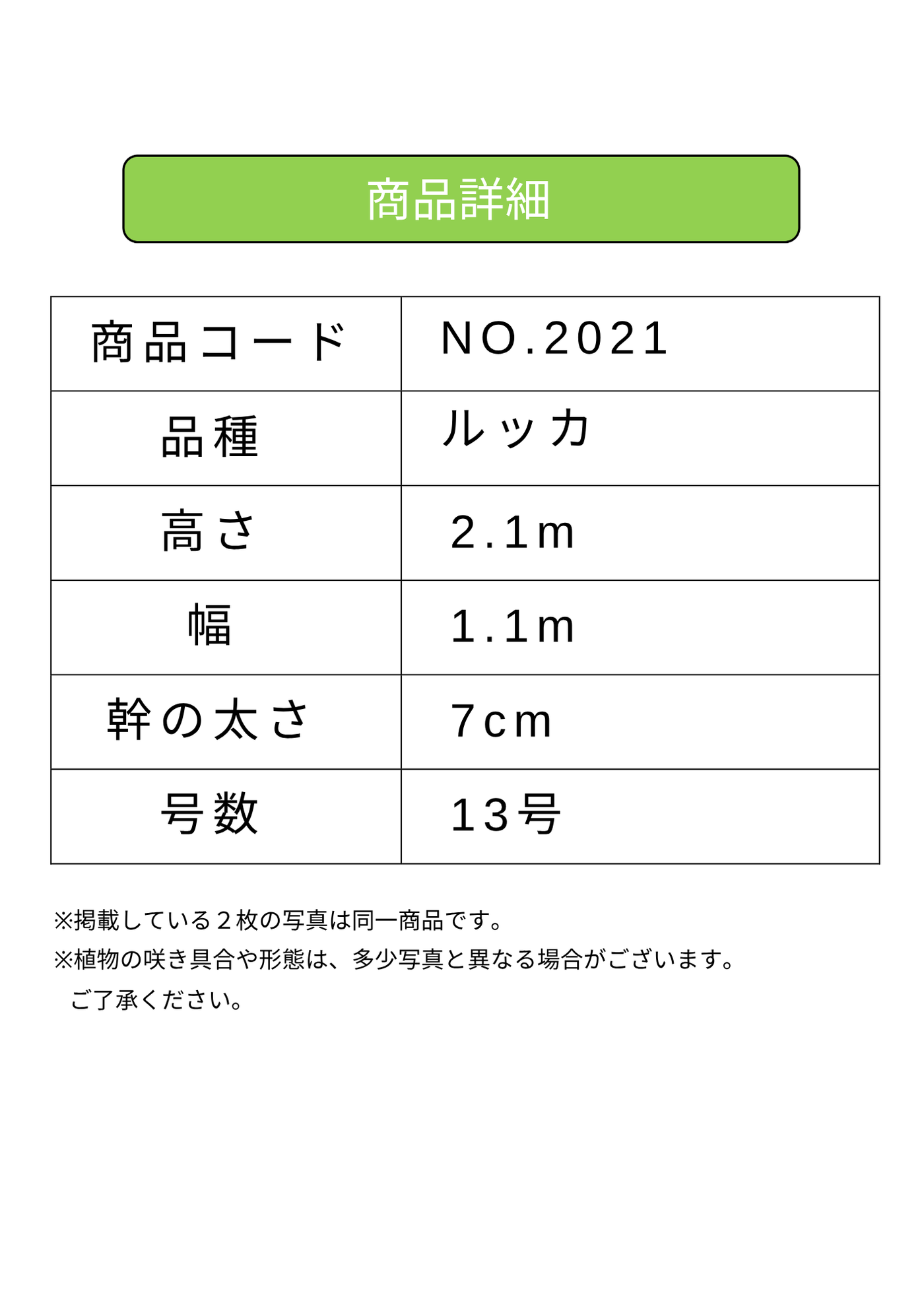 NEW【法人限定】ルッカ（オリーブの木）｜XLサイズ｜NO.2021｜約220cm｜人気・寒冷地OK