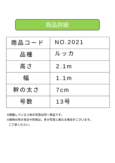 NEW【法人限定】ルッカ（オリーブの木）｜XLサイズ｜NO.2021｜約220cm｜人気・寒冷地OK