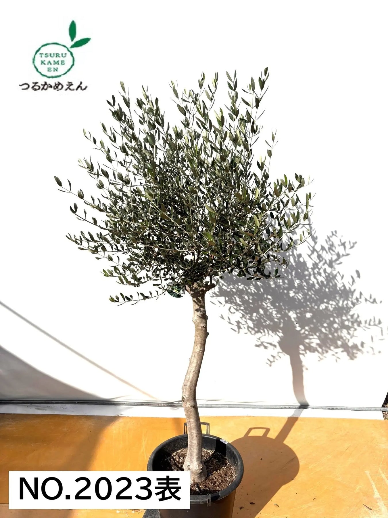 オリ-ブ（ルッカ）（大きいサイズカッチョイイ） オリ-ブ（ルッカ）（大きいサイズカッチョイイ） NEWルッカ（オリーブ