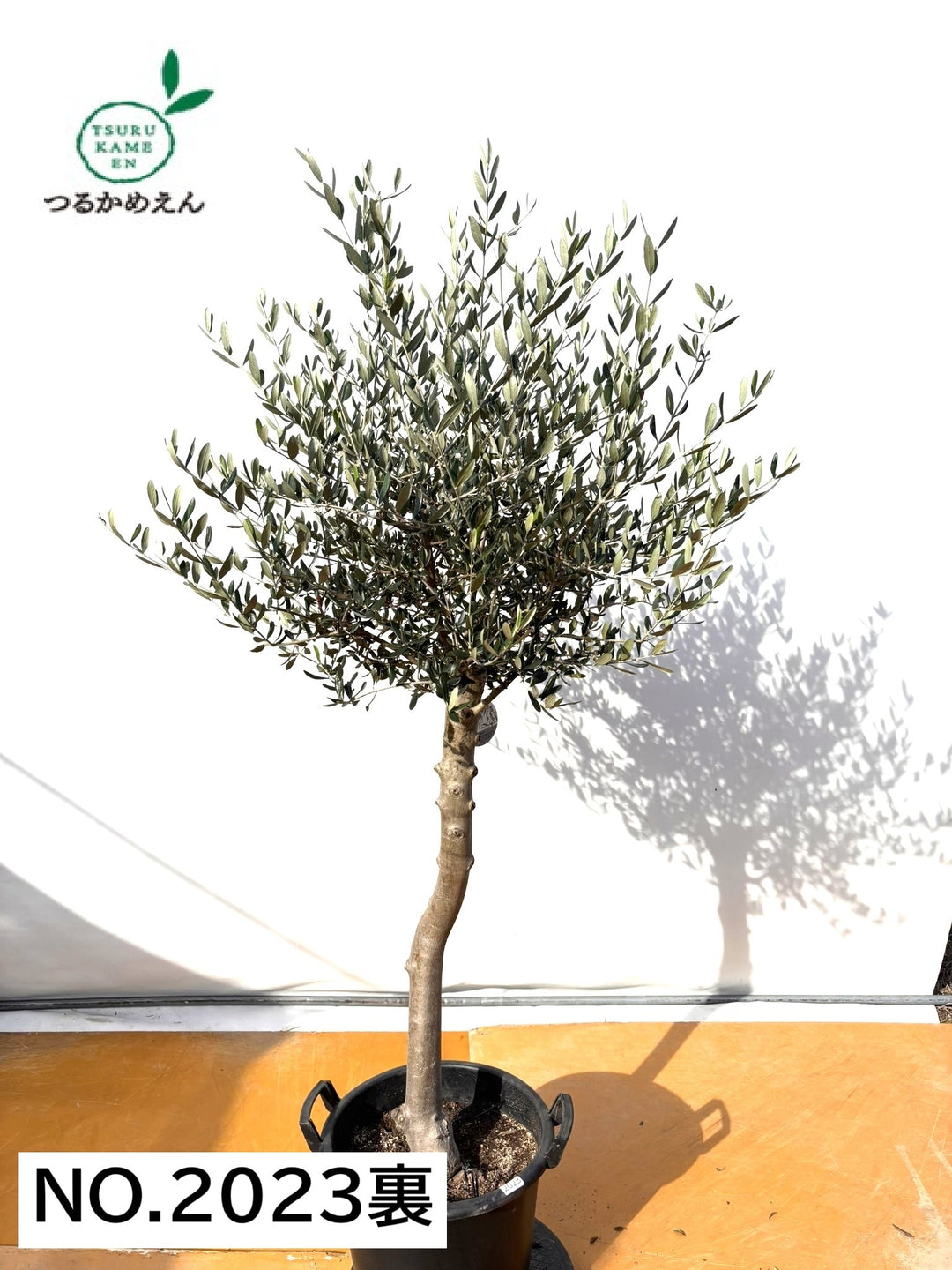 オリーブの木　ルッカ　約180cm　NO.1906　大型　現品掲載　人気品種 NEWルッカ（オリーブの木）｜XLサイズ｜No.2023｜約180cm｜人気・寒冷