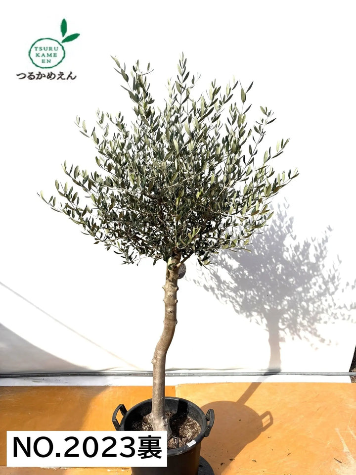 NEWルッカ（オリーブの木）｜XLサイズ｜No.2023｜約180cm｜人気・寒冷