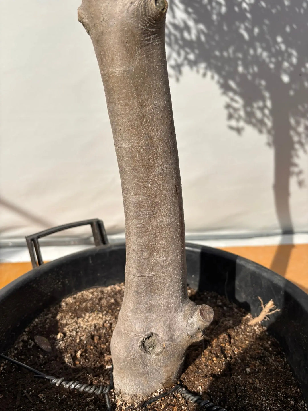 NEWルッカ（オリーブの木）｜XLサイズ｜No.2023｜約180cm｜人気・寒冷