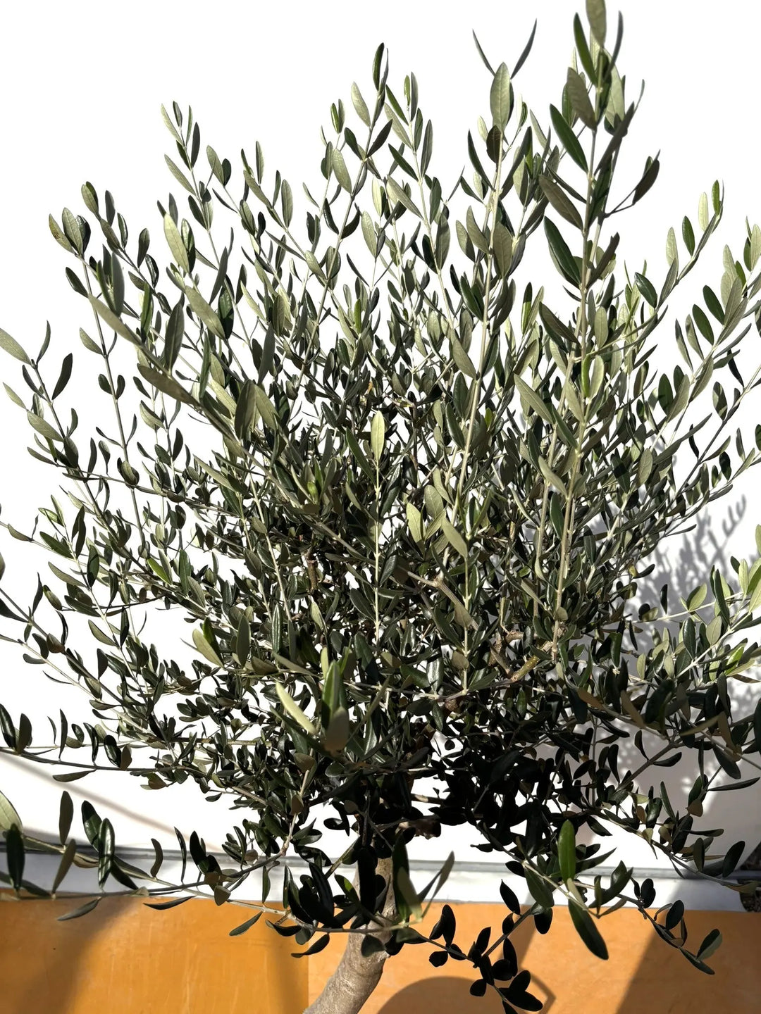 NEWルッカ(オリーブの木)|XLサイズ|No.2023|約180cm|人気・寒冷 NEWルッカ(オリーブの木)|XLサイズ|No.2023|約180cm|人気・寒冷