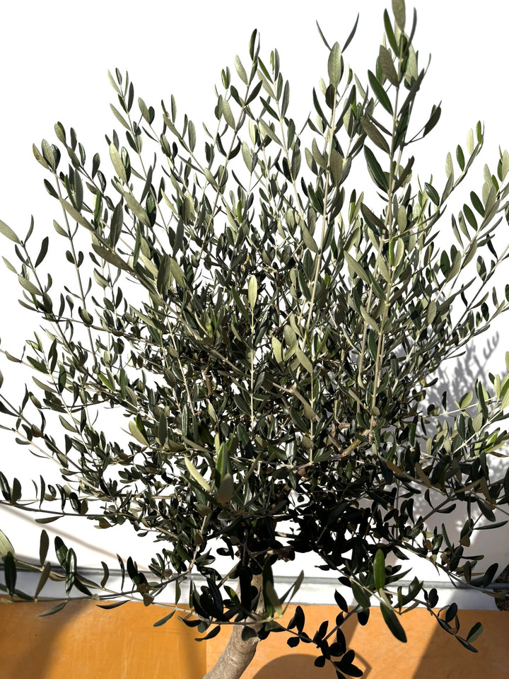 NEWルッカ（オリーブの木）｜XLサイズ｜No.2023｜約180cm｜人気・寒冷