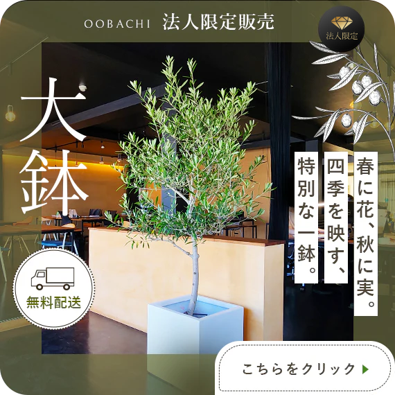オリーブの木専門店 鶴亀園|シンボルツリー・ギフトに人気|香川から オリーブの木専門店 鶴亀園|シンボルツリー・ギフトに人気|香川から