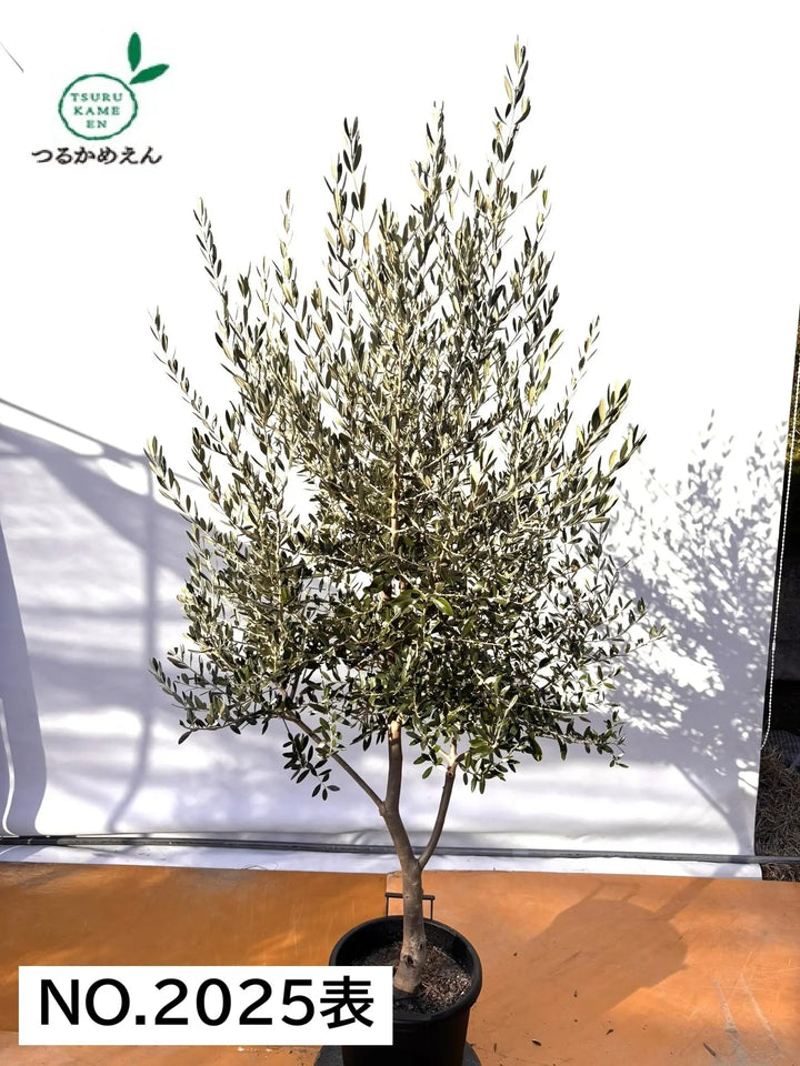 ボトルツリー　ミドルサイズ NEWコレッジョラ（オリーブの木）｜XLサイズ｜NO.2025｜約200cm｜寒冷