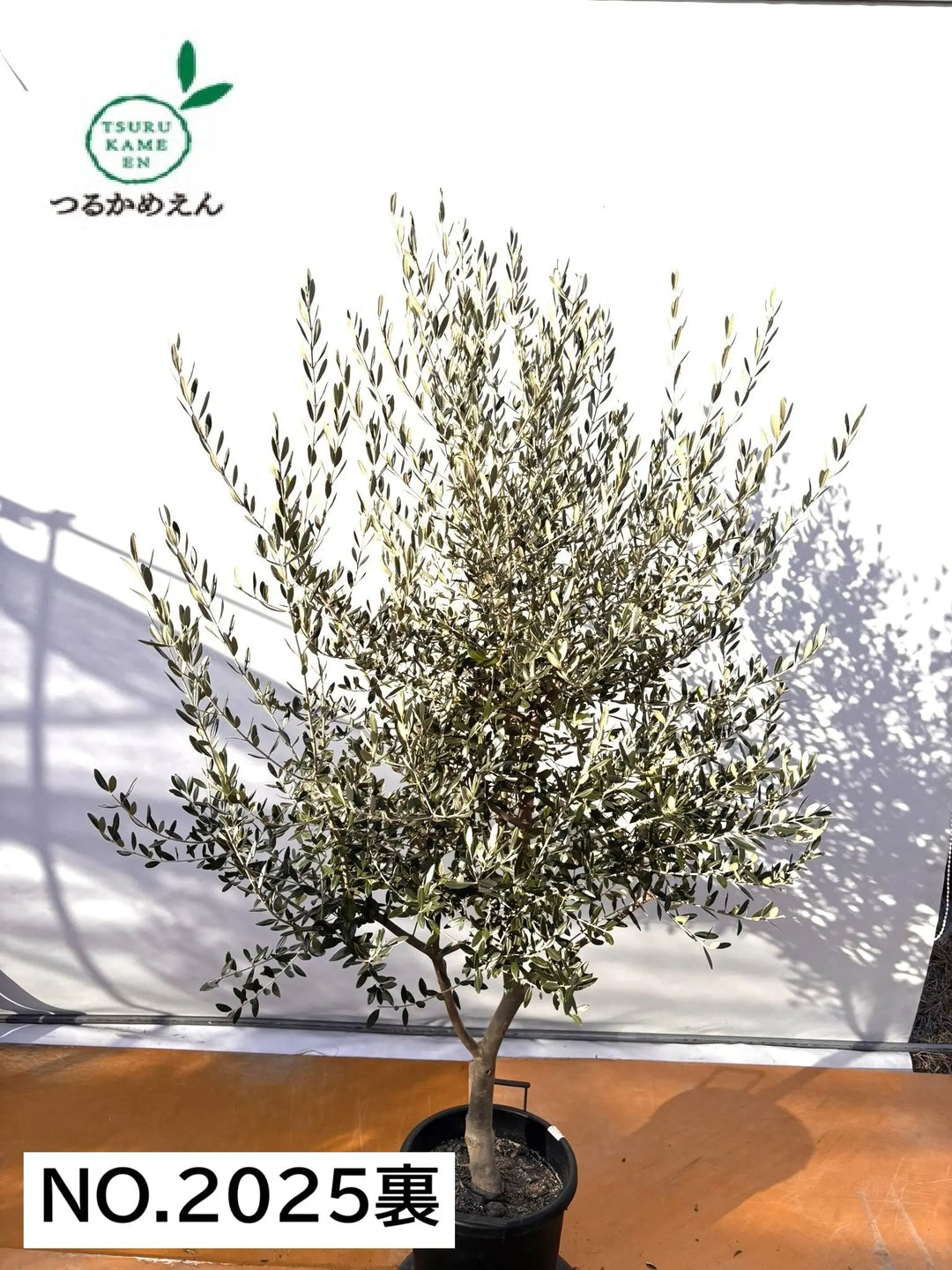 NEWコレッジョラ（オリーブの木）｜XLサイズ｜NO.2025｜約200cm｜寒冷