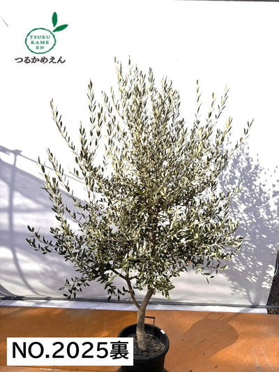 NEWコレッジョラ（オリーブの木）｜XLサイズ｜NO.2025｜約200cm｜寒冷地OK・開帳型・大型商品