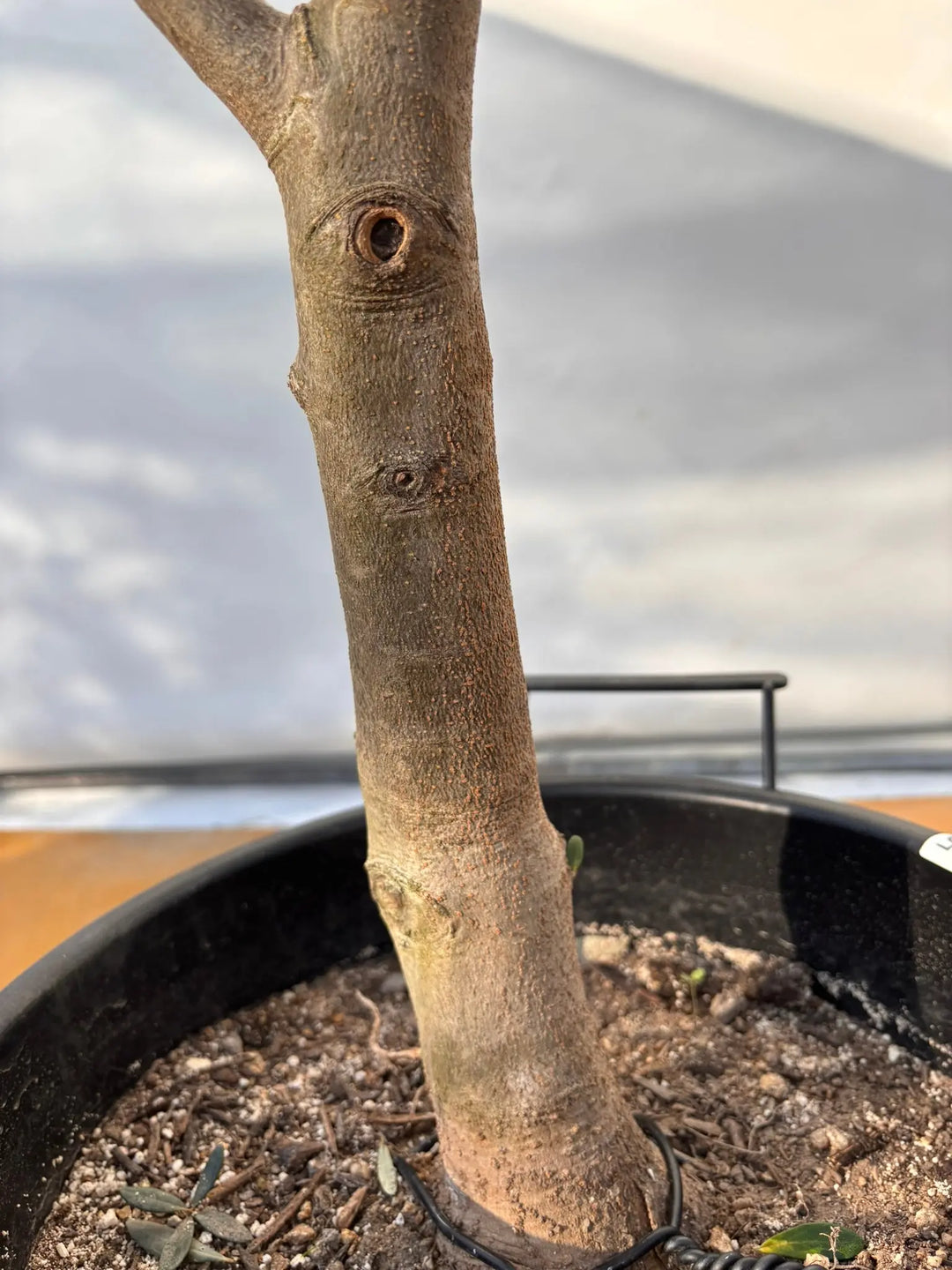 木の枝　50本 楽天市場】鉢植え【オリーブの木】 ルッカ 自然樹形 全高H≒200 × 枝張