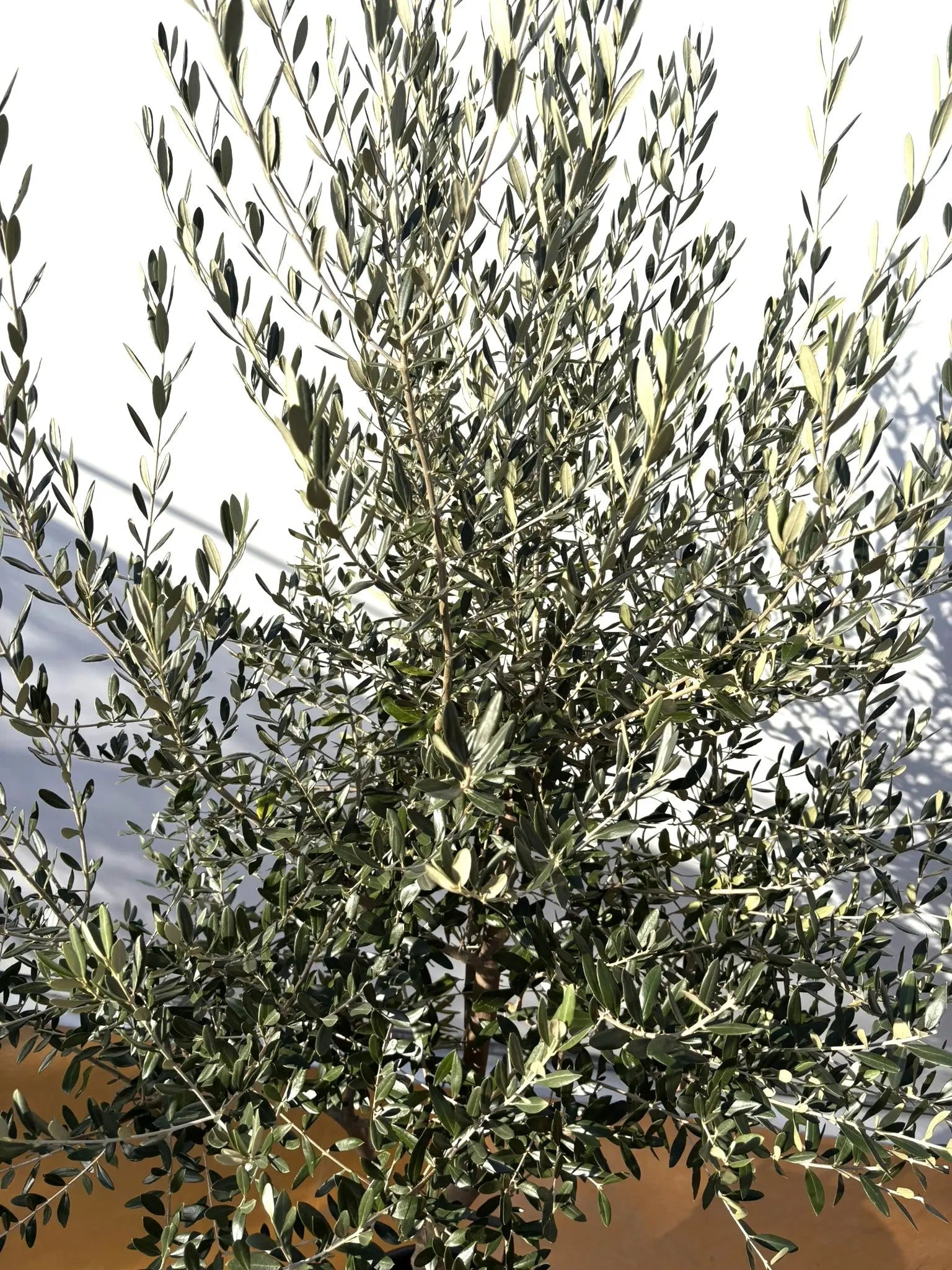 オリーブの木　コレッジョラ　約200cm　NO.2044　大型　現品掲載 オリーブの木 コレッジョラ 約200cm NO.2044 大型 現品掲載 現品