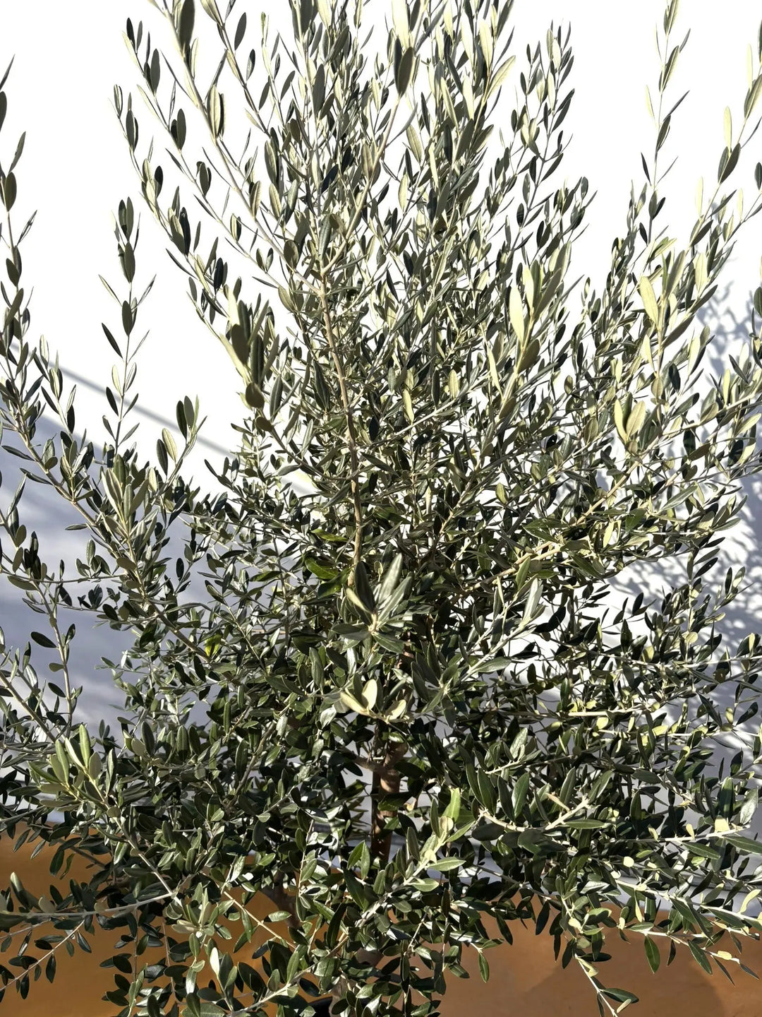 NEWコレッジョラ（オリーブの木）｜XLサイズ｜NO.2025｜約200cm｜寒冷