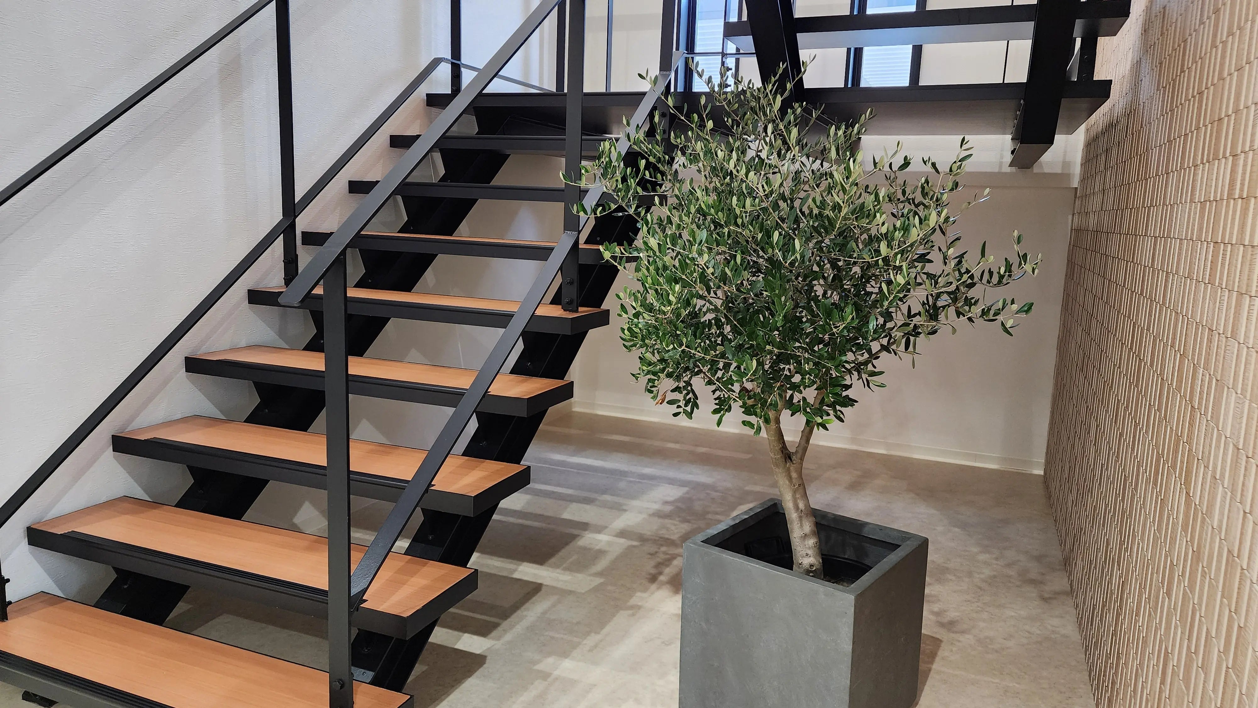 NEW【法人限定】シプレシーノ（オリーブの木）｜ XLサイズ｜NO.2049