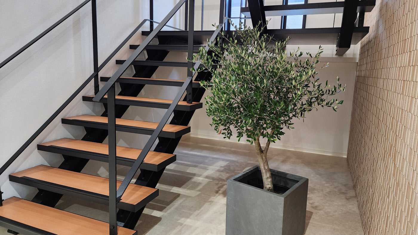 NEW【法人限定】ルッカ（オリーブの木）｜XLサイズ｜NO.2013｜約200cm｜人気・寒冷地OK