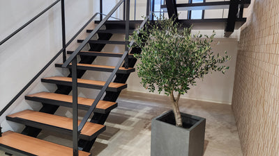 NEW【法人限定】ルッカ（オリーブの木）｜XLサイズ｜NO.2013｜約200cm｜人気・寒冷地OK