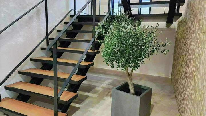 法人限定】ルッカ（オリーブの木）｜XL｜NO.1890｜約200cm｜人気・寒冷