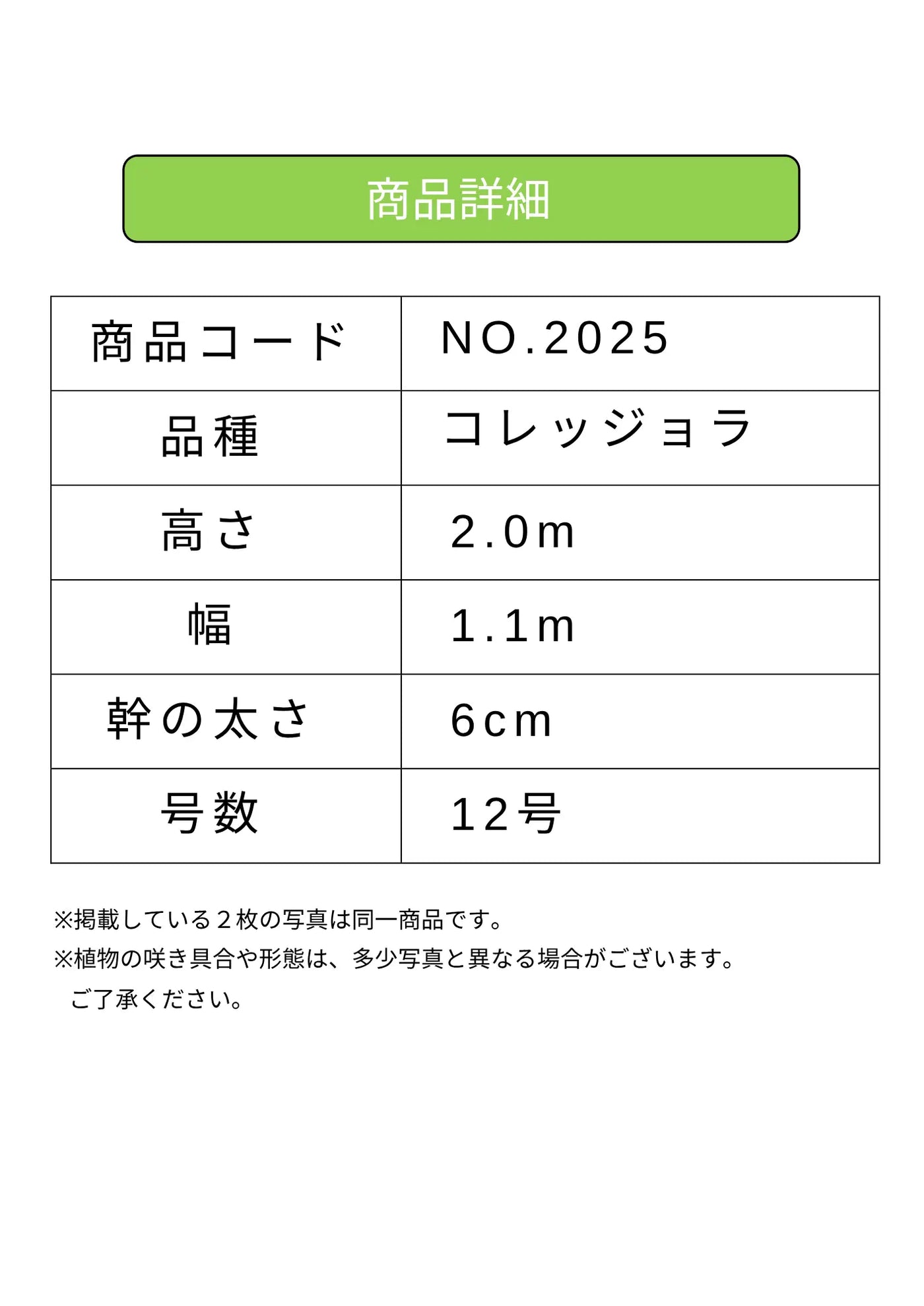 NEWコレッジョラ（オリーブの木）｜XLサイズ｜NO.2025｜約200cm｜寒冷地OK・開帳型・大型商品