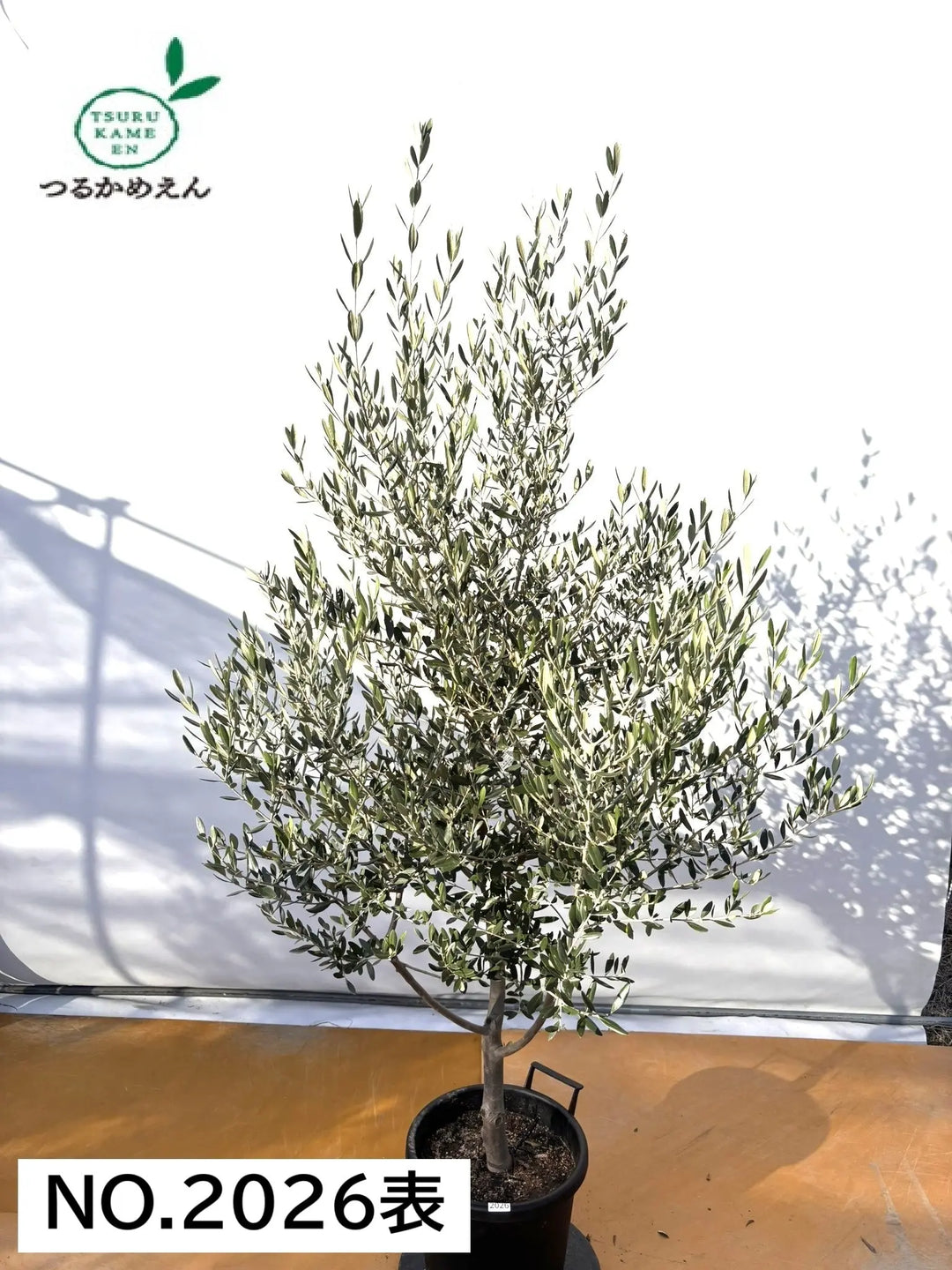 2枚セット NEWS 変身 コヤシゲサイズ NEWコレッジョラ（オリーブの木）｜XLサイズ｜NO.2026｜約200cm｜寒冷