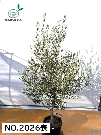 NEWコレッジョラ（オリーブの木）｜XLサイズ｜NO.2026｜約200cm｜寒冷地OK・開帳型・大型商品