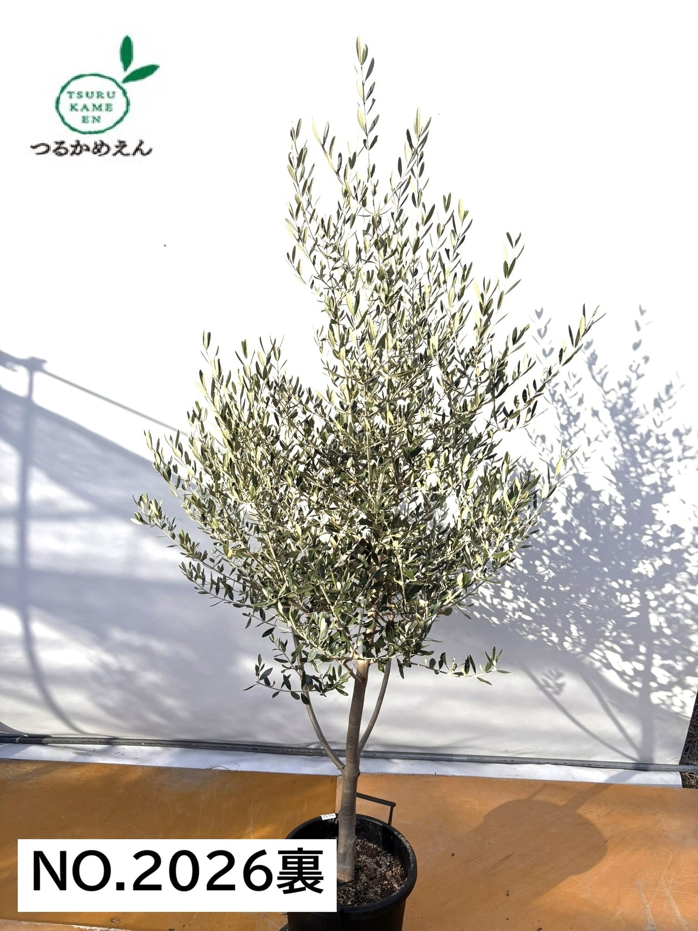 NEWコレッジョラ（オリーブの木）｜XLサイズ｜NO.2026｜約200cm｜寒冷地OK・開帳型・大型商品