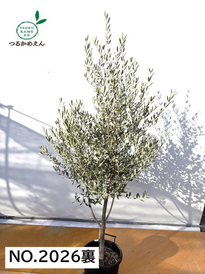 NEWコレッジョラ（オリーブの木）｜XLサイズ｜NO.2026｜約200cm｜寒冷地OK・開帳型・大型商品