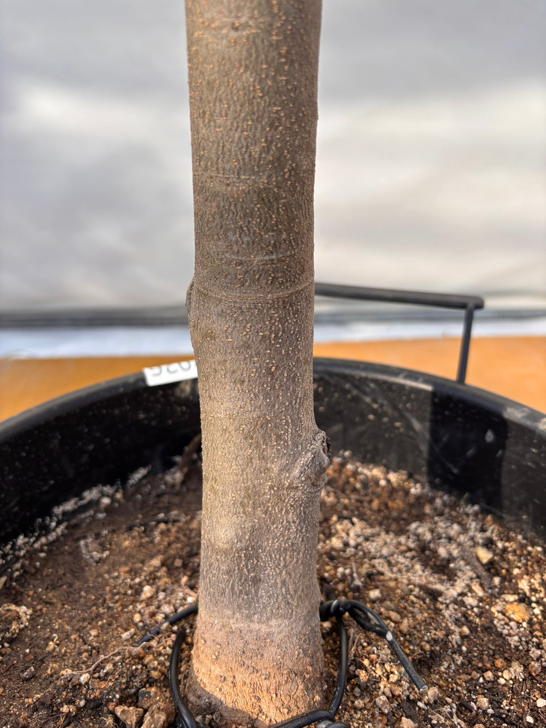 NEWコレッジョラ（オリーブの木）｜XLサイズ｜NO.2026｜約200cm｜寒冷