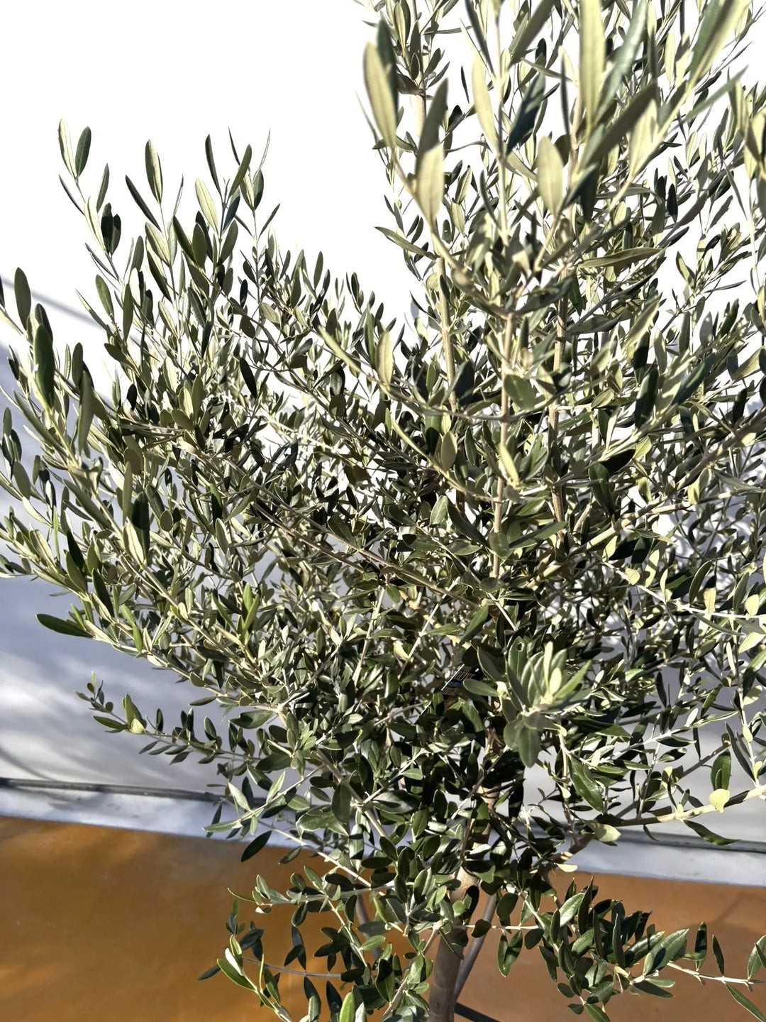 オリーブの木　コレッジョラ　約200cm　NO.2026　大型　現品掲載 NEWコレッジョラ（オリーブの木）｜XLサイズ｜NO.2026｜約200cm｜寒冷