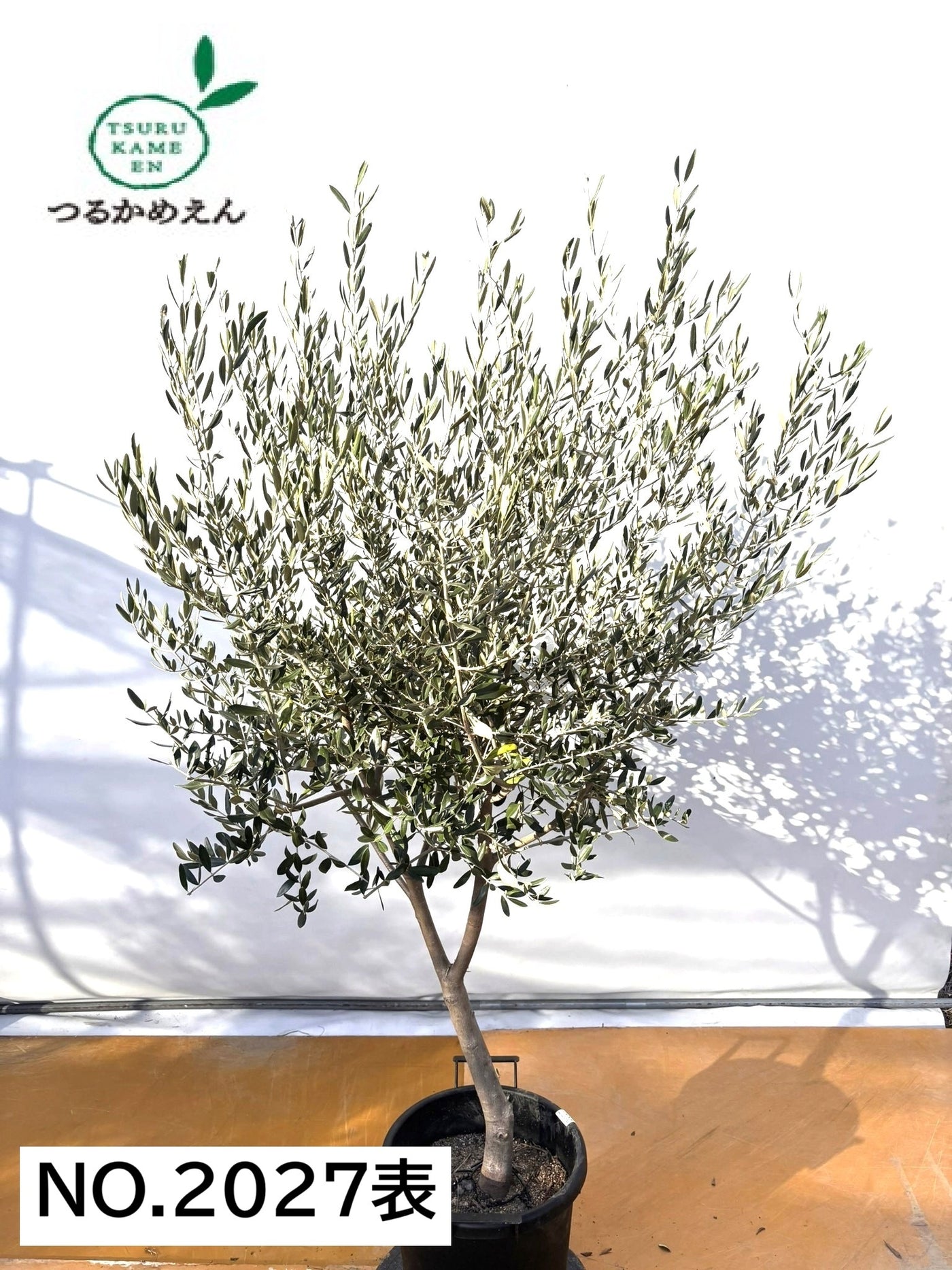 NEWコレッジョラ（オリーブの木）｜XLサイズ｜NO.2027｜約180cm｜寒冷地OK・開帳型・大型商品