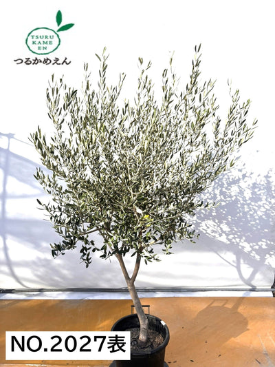 NEWコレッジョラ（オリーブの木）｜XLサイズ｜NO.2027｜約180cm｜寒冷地OK・開帳型・大型商品