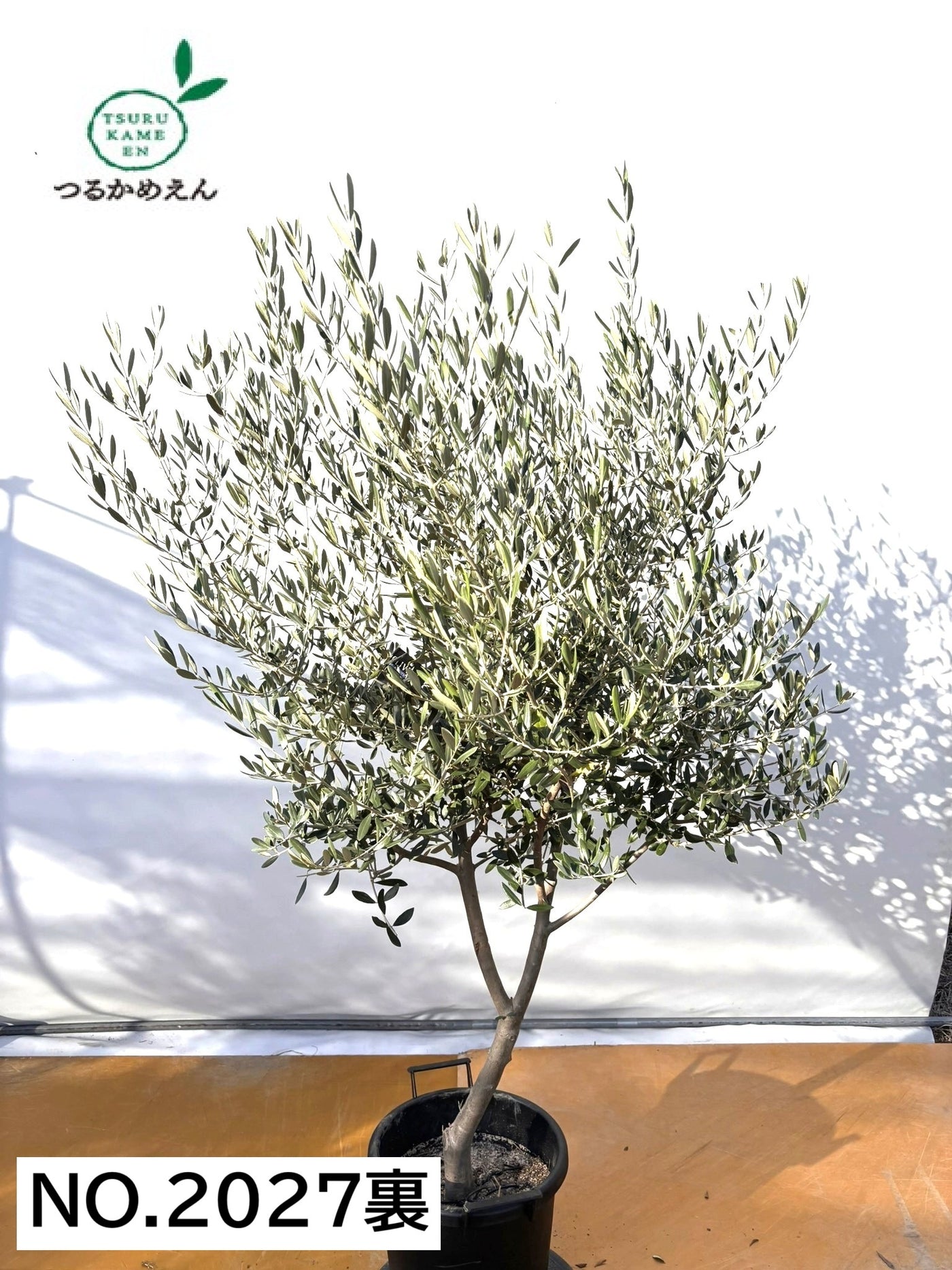 NEWコレッジョラ（オリーブの木）｜XLサイズ｜NO.2027｜約180cm｜寒冷地OK・開帳型・大型商品