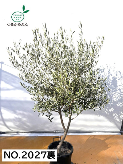 NEWコレッジョラ（オリーブの木）｜XLサイズ｜NO.2027｜約180cm｜寒冷地OK・開帳型・大型商品