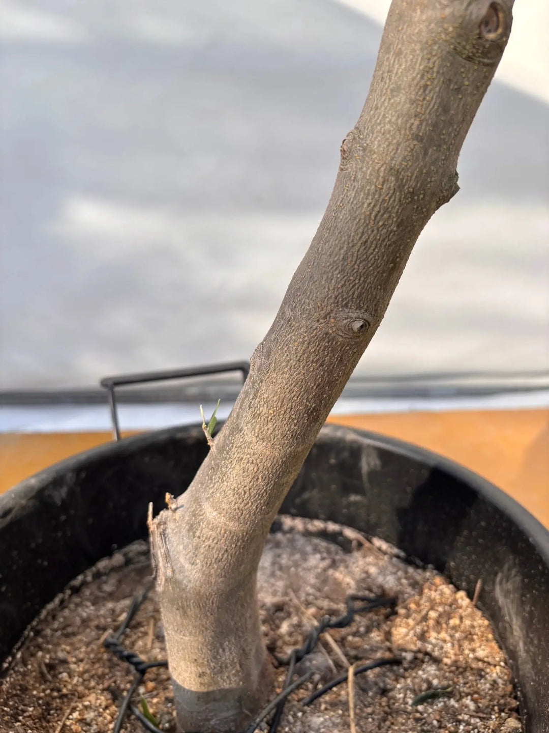 NEWコレッジョラ（オリーブの木）｜XLサイズ｜NO.2027｜約180cm｜寒冷