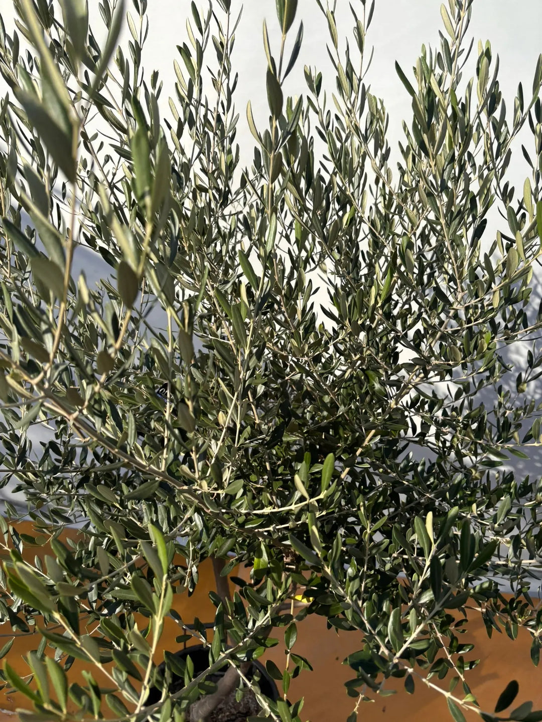 NEWコレッジョラ（オリーブの木）｜XLサイズ｜NO.2027｜約180cm｜寒冷