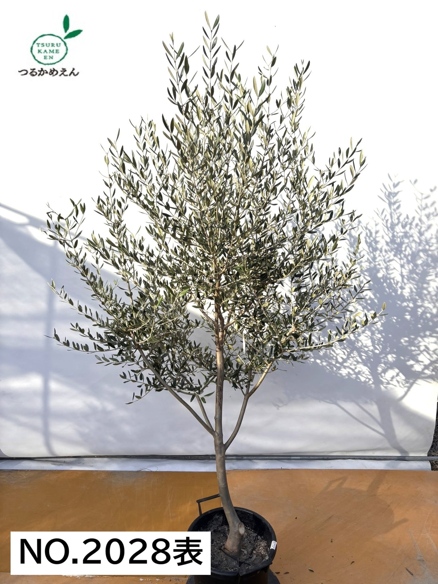 NEWコレッジョラ（オリーブの木）｜XLサイズ｜NO.2028｜約210cm｜寒冷地OK・開帳型・大型商品