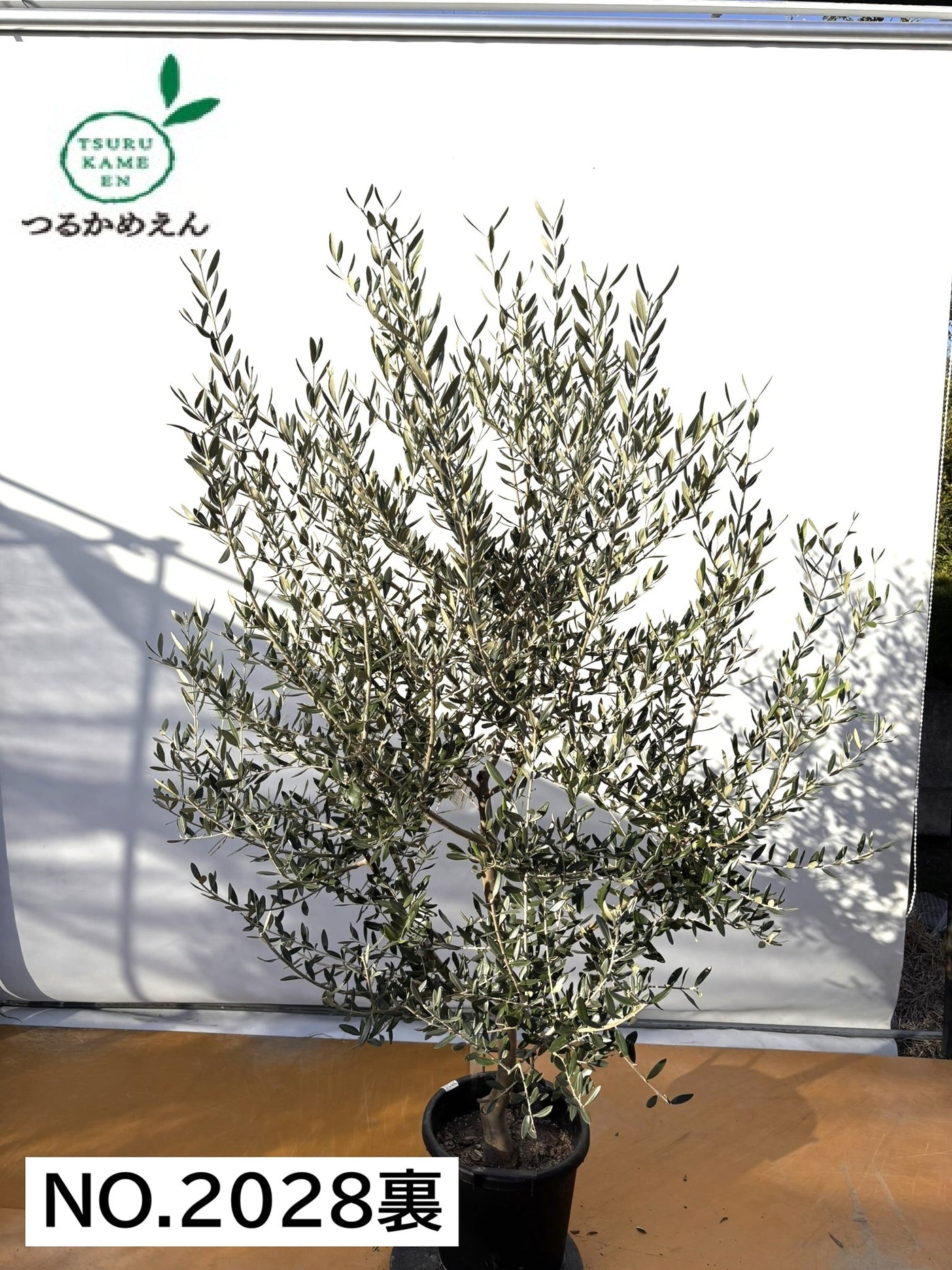 NEWコレッジョラ（オリーブの木）｜XLサイズ｜NO.2028｜約210cm｜寒冷地OK・開帳型・大型商品