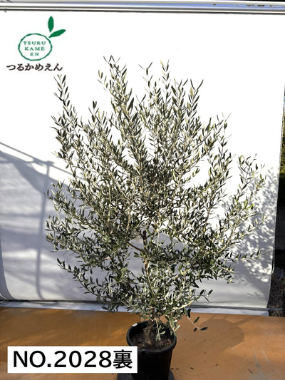 NEWコレッジョラ（オリーブの木）｜XLサイズ｜NO.2028｜約210cm｜寒冷地OK・開帳型・大型商品