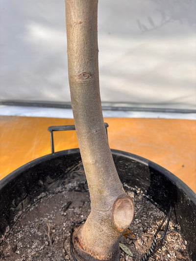 NEWコレッジョラ（オリーブの木）｜XLサイズ｜NO.2028｜約210cm｜寒冷地OK・開帳型・大型商品