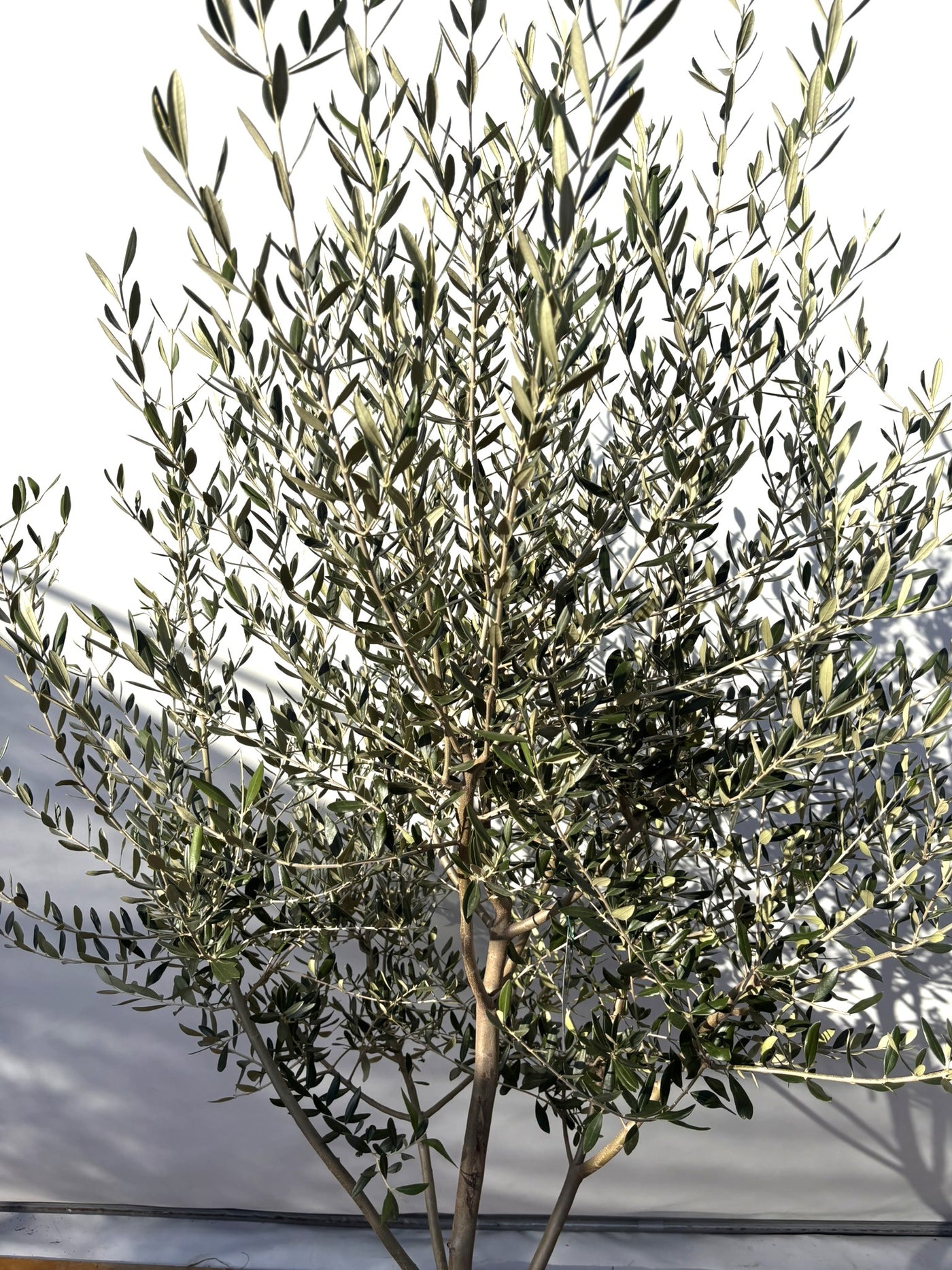 NEWコレッジョラ（オリーブの木）｜XLサイズ｜NO.2028｜約210cm｜寒冷地OK・開帳型・大型商品