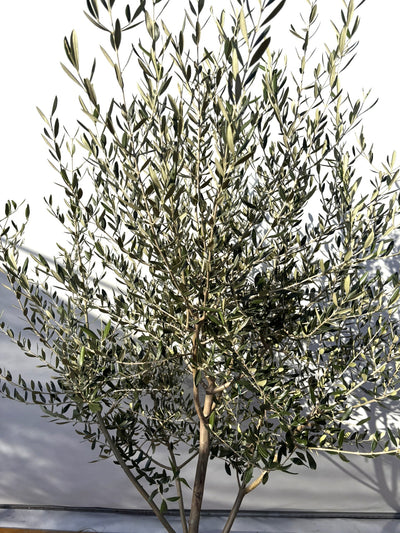 NEWコレッジョラ（オリーブの木）｜XLサイズ｜NO.2028｜約210cm｜寒冷地OK・開帳型・大型商品