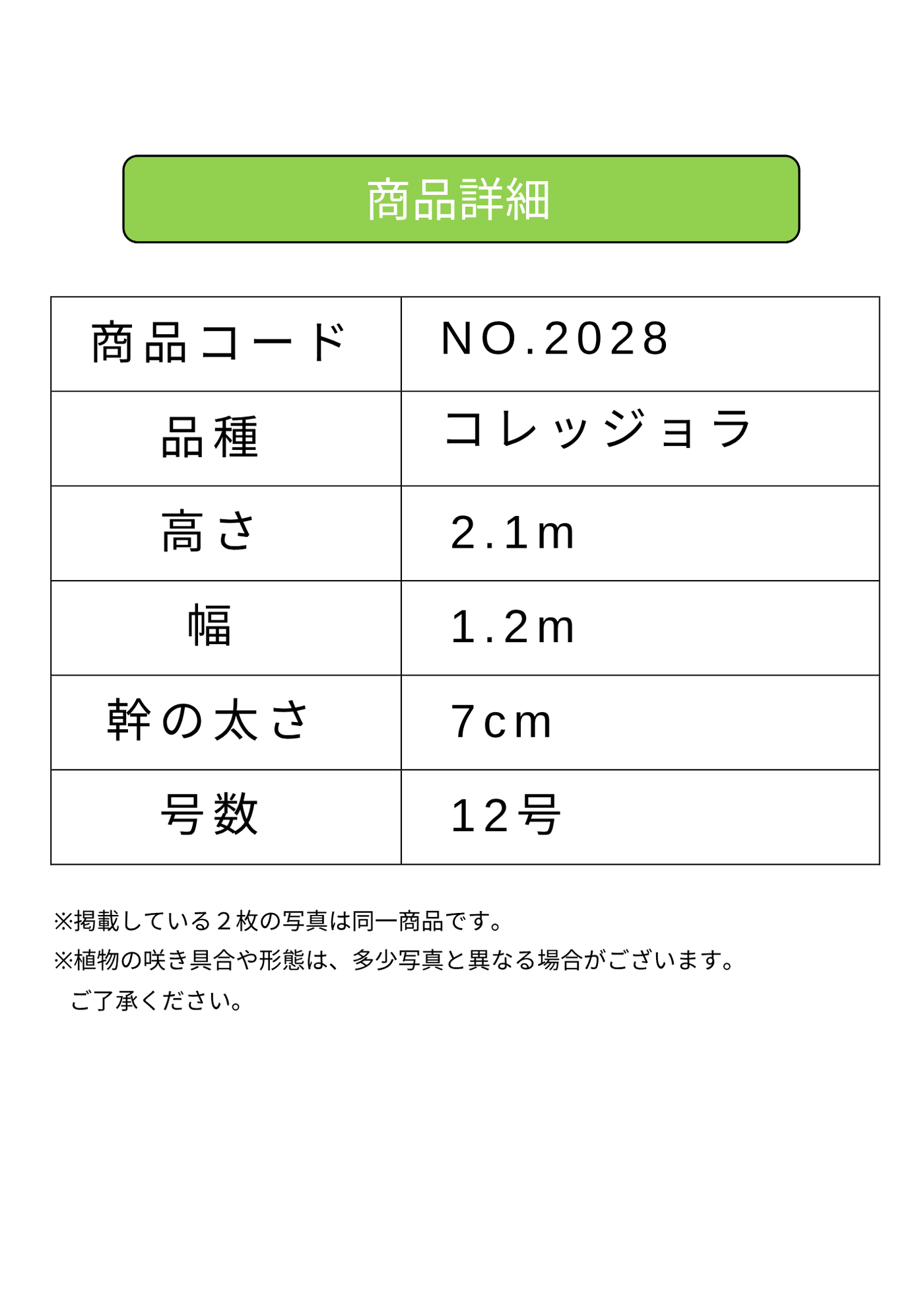NEWコレッジョラ（オリーブの木）｜XLサイズ｜NO.2028｜約210cm｜寒冷地OK・開帳型・大型商品