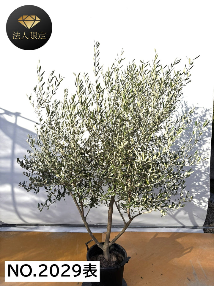 NEW【法人限定】コレッジョラ（オリーブの木）｜XLサイズ｜NO.2029｜約