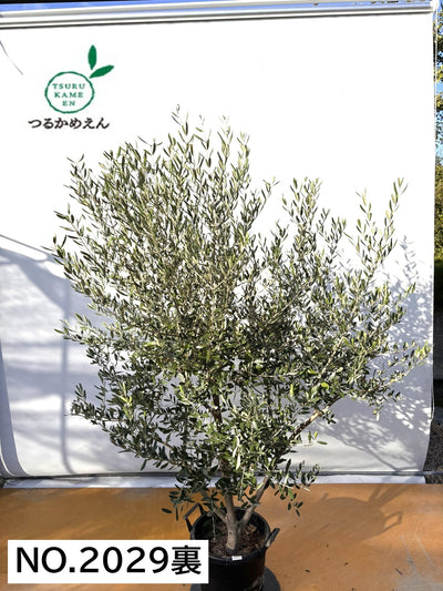 NEW【法人限定】コレッジョラ（オリーブの木）｜XLサイズ｜NO.2029｜約200cm｜寒冷地OK・開帳型・大型商品