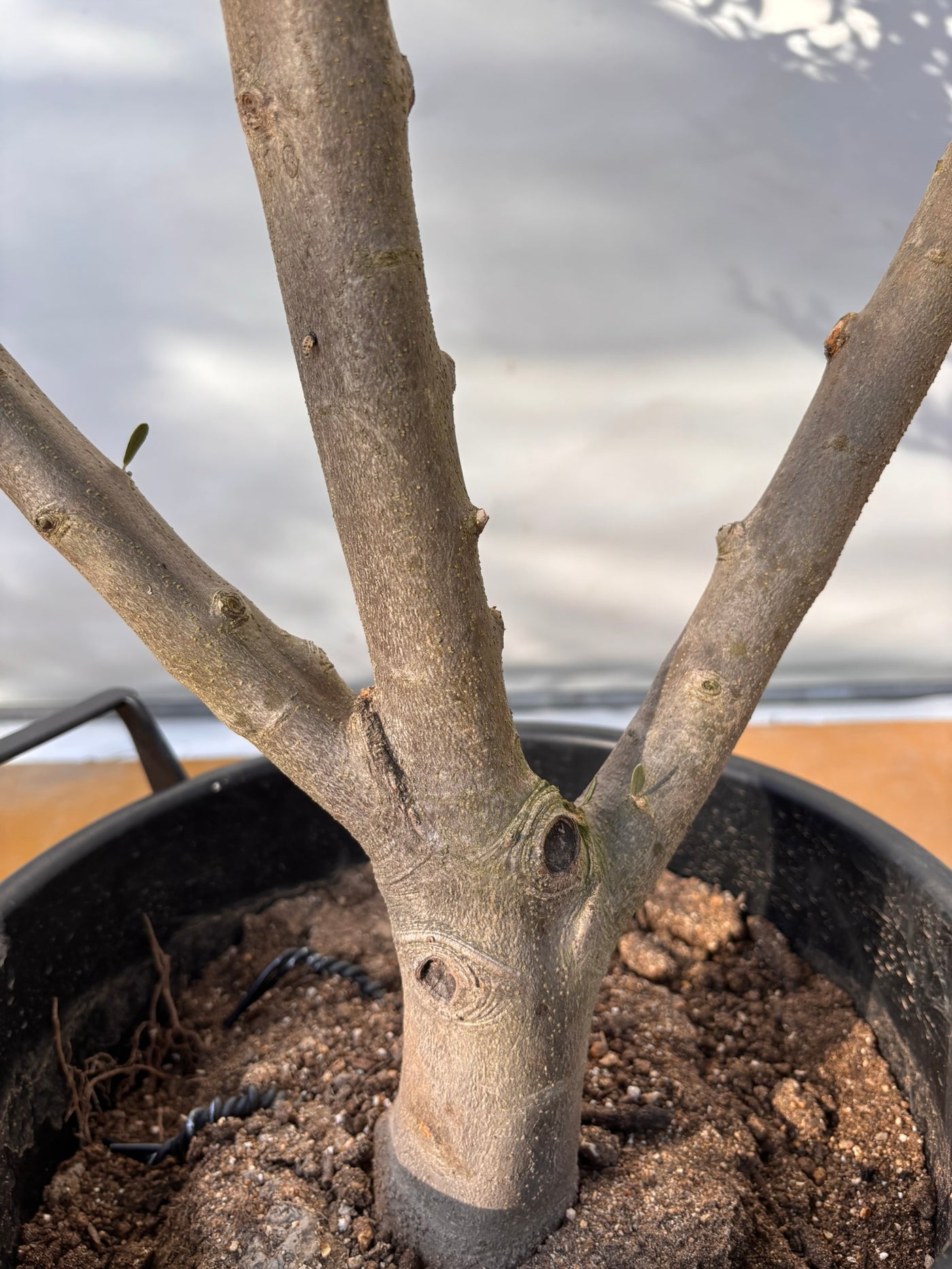 NEW【法人限定】コレッジョラ（オリーブの木）｜XLサイズ｜NO.2029｜約200cm｜寒冷地OK・開帳型・大型商品