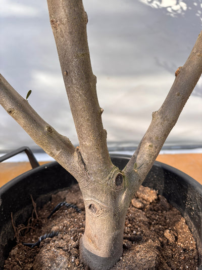 NEW【法人限定】コレッジョラ（オリーブの木）｜XLサイズ｜NO.2029｜約200cm｜寒冷地OK・開帳型・大型商品