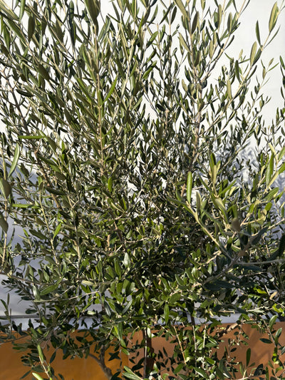 NEW【法人限定】コレッジョラ（オリーブの木）｜XLサイズ｜NO.2029｜約200cm｜寒冷地OK・開帳型・大型商品