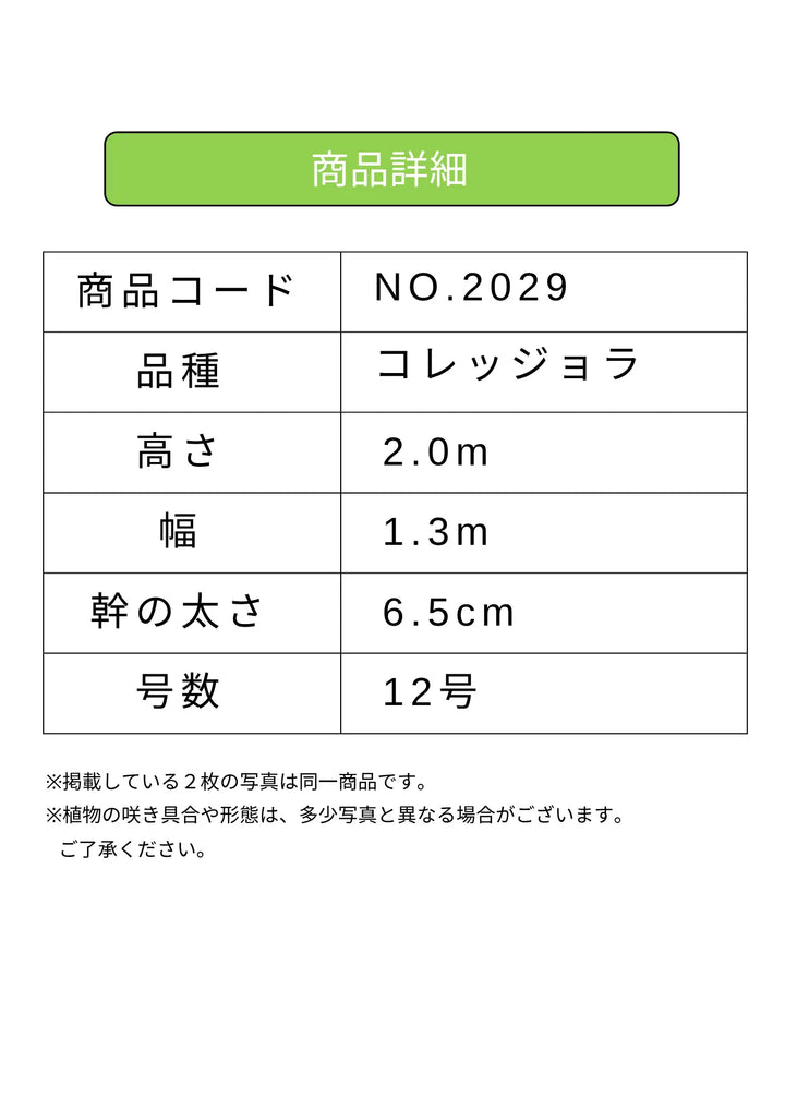 NEW【法人限定】コレッジョラ（オリーブの木）｜XLサイズ｜NO.2029｜約